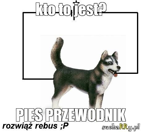 pies,przewodnik,elektronik