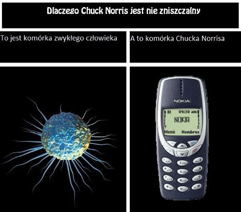 suchar, Chuck Norris niezniszczalny, komórka, nokia 3310